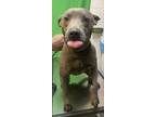 Adopt BALOO a Mixed Breed (Medium) / Mixed dog in Rome, GA (33629556)