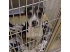 Adopt Charlotte a Tan/Yellow/Fawn Husky / Mixed dog in Wichita, KS (33633659)