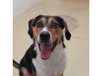 Adopt Chase a Hound (Unknown Type) / Mixed Breed (Medium) / Mixed dog in