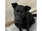 Adopt Weston a Black Labrador Retriever / Mixed dog in Edinburg, TX (33630054)