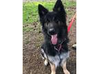 Adopt Hawi a German Shepherd Dog / Mixed dog in Vancouver, WA (33633275)