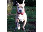 Adopt Nena a American Pit Bull Terrier / Mixed dog in Vancouver, WA (33633296)