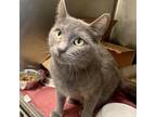 Adopt Sasha a Gray or Blue Domestic Shorthair / Mixed cat in West Olive