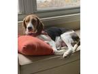 Adopt Enchanted (Disney Pups Momma) a Beagle / Mixed dog in Alexandria