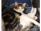 Adopt FOXTROT a Brown Tabby Domestic Shorthair / Mixed (short coat) cat in West