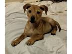 Adopt Dawner a Brown/Chocolate Labrador Retriever / Shar Pei / Mixed dog in