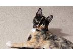 Adopt Shonda a Calico or Dilute Calico Calico (short coat) cat in San Jose