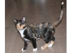 Adopt Nala a Calico or Dilute Calico Domestic Shorthair (short coat) cat in San