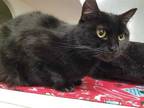Adopt MADAM FLUFF a All Black Domestic Shorthair / Mixed (short coat) cat in