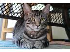 Adopt Indigo a Gray, Blue or Silver Tabby Domestic Shorthair (short coat) cat in