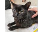 Adopt Abigail a All Black Manx / Mixed cat in Murray, UT (33631717)