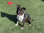 Adopt PENGUIN a Black - with White American Pit Bull Terrier / Boston Terrier /