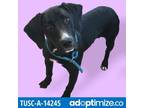 Adopt Maddie a Black Hound (Unknown Type) / Labrador Retriever / Mixed dog in