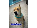 Adopt Bubbles a American Pit Bull Terrier / Labrador Retriever / Mixed dog in