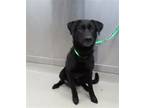 Adopt SHONI a Black Labrador Retriever / Mixed dog in Fairbanks, AK (33631375)