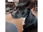 Adopt Oreo a Black - with White Terrier (Unknown Type, Medium) / Mixed dog in