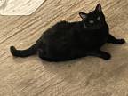 Adopt Betsy a All Black Bombay / Mixed (medium coat) cat in Los Angeles