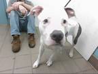 Adopt GORDO a White - with Gray or Silver American Pit Bull Terrier / Mixed dog
