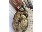 Adopt Nala a Tortoiseshell American Shorthair / Mixed (short coat) cat in