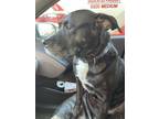 Adopt Buddy a Black - with White American Pit Bull Terrier / American Pit Bull