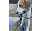 Adopt Riley a Tricolor (Tan/Brown & Black & White) Foxhound / Mixed dog in