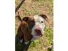 Adopt Zoey a Brown/Chocolate -