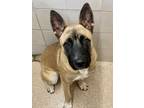 Adopt Ralphie-Rescue Only a Tan/Yellow/Fawn Belgian Malinois / Mixed dog in