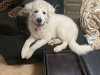 Adopt Beans a White Anatolian Shepherd / Great Pyrenees / Mixed dog in Efland