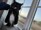 Adopt Spence a Black & White or Tuxedo Maine Coon / Mixed (medium coat) cat in