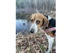 Adopt Hugo a Tricolor (Tan/Brown & Black & White) Foxhound / Mixed dog in