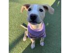 Adopt Zig a Tan/Yellow/Fawn American Pit Bull Terrier / Mixed dog in Asheville