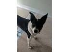 Adopt Chloe a Black Border Collie / Mixed dog in Sonoma, CA (33630753)