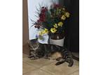 Adopt Melvin a Brown Tabby Domestic Shorthair / Mixed (short coat) cat in