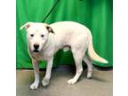 Adopt Blinky a American Eskimo Dog / Mixed dog in Calverton, NY (33630923)