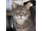 Adopt Gandalf a Gray or Blue Domestic Shorthair / Domestic Shorthair / Mixed cat