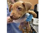 Adopt Matt a American Pit Bull Terrier / Mixed dog in Birmingham, AL (33630599)