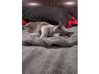 Adopt Nala a Gray or Blue American Shorthair / Mixed (short coat) cat in