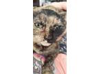 Adopt SIENNA a Tortoiseshell Domestic Mediumhair / Mixed (medium coat) cat in