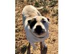 Adopt Cecil a White - with Black American Pit Bull Terrier / Mixed dog in