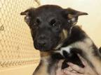 Adopt ASHER a Black - with Tan, Yellow or Fawn German Shepherd Dog / Mixed dog