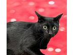 Adopt GIGI a All Black Domestic Shorthair / Mixed (short coat) cat in Peoria