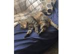 Adopt Zoey a Calico or Dilute Calico Domestic Shorthair / Mixed (short coat) cat