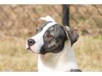 Adopt Alice a White Great Dane / Greyhound dog in Douglasville, GA (33630212)