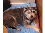 Adopt Lucy a Brown/Chocolate - with Tan Schnauzer (Miniature) / Mixed dog in