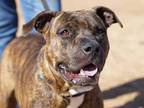 Adopt Leah a Brindle Mixed Breed (Large) / Mixed dog in Georgetown