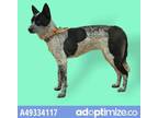Adopt 73740 Lilo a White Australian Cattle Dog / Mixed dog in Spanish Fork