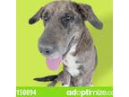 Adopt Wesley a Gray/Silver/Salt & Pepper - with Black Catahoula Leopard Dog /
