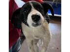 Adopt Viola a White - with Tan, Yellow or Fawn Border Collie / Mixed Breed