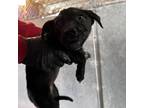Adopt Vida a Black Border Collie / Mixed Breed (Medium) / Mixed dog in Edinburg