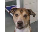Adopt Bankster a Catahoula Leopard Dog / Mixed dog in Raleigh, NC (33630030)